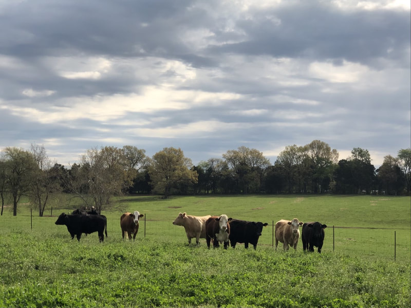 Arkansas sourced cattle